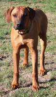 Rudy, a male Rhodesian Ridgeback for sale in Burleson, TX – Photo 6 of 8