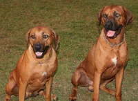 Rudy, a male Rhodesian Ridgeback for sale in Burleson, TX – Photo 2 of 8
