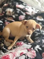 Goldie, a female Chihuahua for sale in Avon Park, FL – Photo 5 of 6