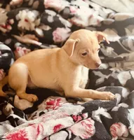 Goldie, a female Chihuahua for sale in Avon Park, FL – Photo 1 of 6