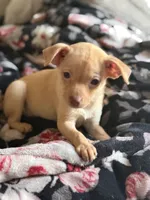 Goldie, a female Chihuahua for sale in Avon Park, FL – Photo 2 of 6
