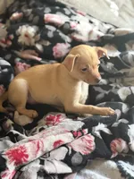 Goldie, a female Chihuahua for sale in Avon Park, FL – Photo 6 of 6