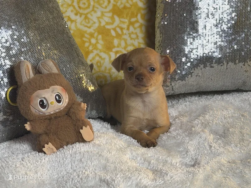 Rocky, a male Chihuahua for sale in Avon Park, FL – Photo 1 of 6