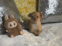 Rocky, a male Chihuahua for sale in Avon Park, FL – Photo 1 of 6