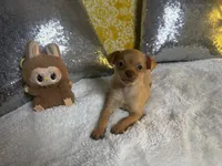 Rocky, a male Chihuahua for sale in Avon Park, FL – Photo 2 of 6