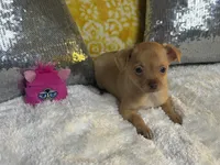 Goldie, a female Chihuahua for sale in Avon Park, FL – Photo 3 of 5