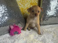 Goldie, a female Chihuahua for sale in Avon Park, FL – Photo 4 of 5