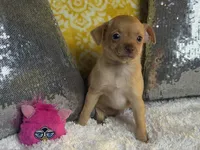 Goldie, a female Chihuahua for sale in Avon Park, FL – Photo 1 of 5