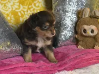 Dixie, a female Chihuahua for sale in Avon Park, FL – Photo 5 of 6