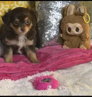 Dixie, a female Chihuahua for sale in Avon Park, FL – Photo 3 of 6