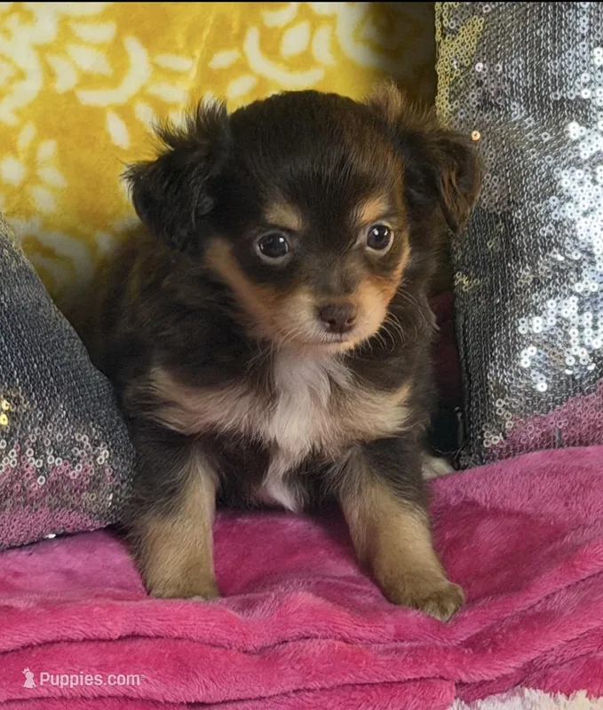 Dixie, a female Chihuahua for sale in Avon Park, FL – Photo 1 of 6