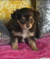 Dixie, a female Chihuahua for sale in Avon Park, FL – Photo 1 of 6