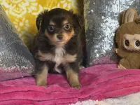 Dixie, a female Chihuahua for sale in Avon Park, FL – Photo 6 of 6