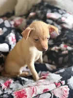 Goldie, a female Chihuahua for sale in Avon Park, FL – Photo 6 of 6