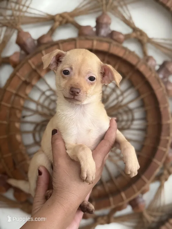 Goldie – Chihuahua puppy for sale in Avon Park, FL