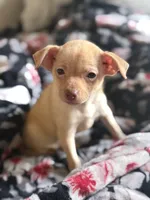 Goldie, a female Chihuahua for sale in Avon Park, FL – Photo 3 of 6