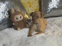 Rocky, a male Chihuahua for sale in Avon Park, FL – Photo 4 of 6