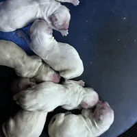 Princess, a female English Cream Golden Retriever and Miniature Golden Retriever for sale in Lakewood, WI – Photo 3 of 8