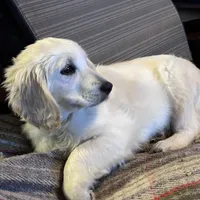 Princess, a female English Cream Golden Retriever and Miniature Golden Retriever for sale in Lakewood, WI – Photo 8 of 8