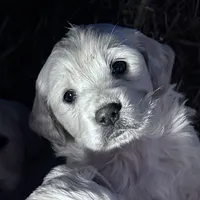 Princess, a female English Cream Golden Retriever and Miniature Golden Retriever for sale in Lakewood, WI – Photo 1 of 8