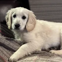 Princess, a female English Cream Golden Retriever and Miniature Golden Retriever for sale in Lakewood, WI – Photo 7 of 8