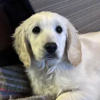 Princess, a female English Cream Golden Retriever and Miniature Golden Retriever for sale in Lakewood, WI – Photo 6 of 8