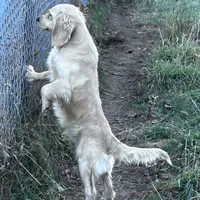 Princess, a female English Cream Golden Retriever and Miniature Golden Retriever for sale in Lakewood, WI – Photo 4 of 8