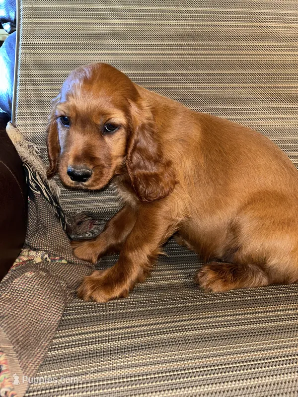 Bentley – Irish Setter puppy for sale in Lakewood, WI