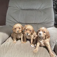 Bentley, a male Golden Retriever and Miniature Golden Retriever for sale in Lakewood, WI – 2 of 4