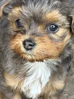 Little stinker, a female Yorkshire Terrier and Morkie for sale in Lakewood, WI – 1 of 7