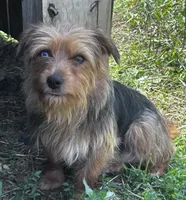 Bred yorkie, a female Yorkshire Terrier and Poodle - Toy  for sale in Lakewood, WI – 3 of 5