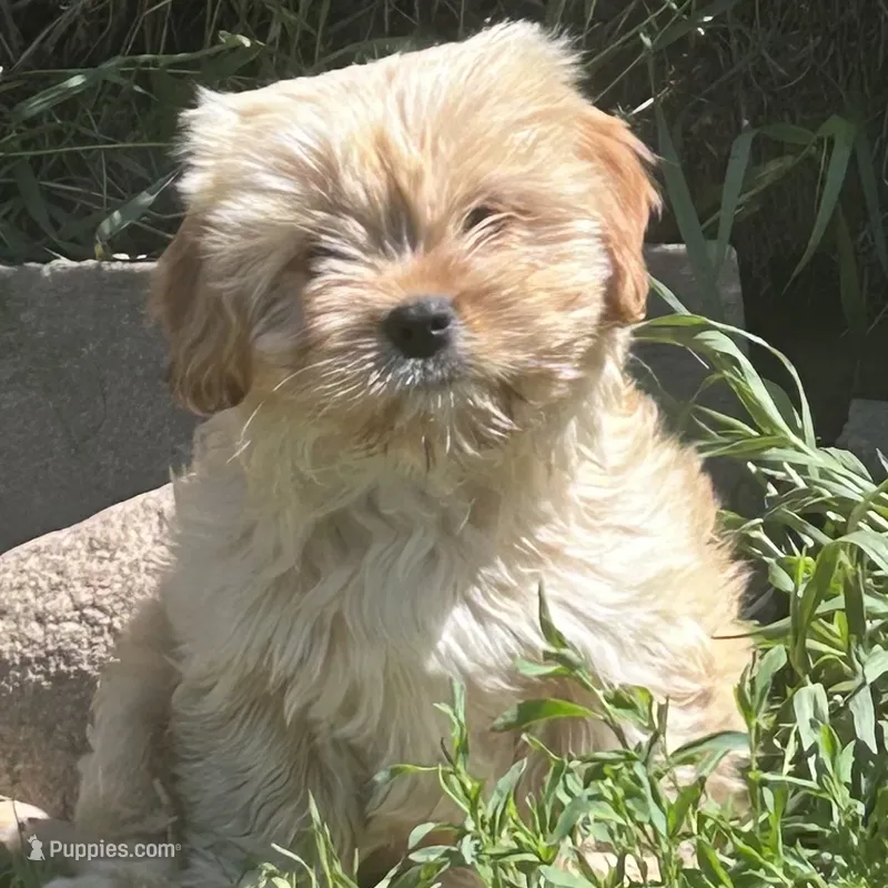 Tiny girl – Cavapoo, Cavalier King Charles Spaniel puppy for sale in Lakewood, WI