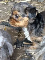 Little stinker, a female Yorkshire Terrier and Morkie for sale in Lakewood, WI – 2 of 7