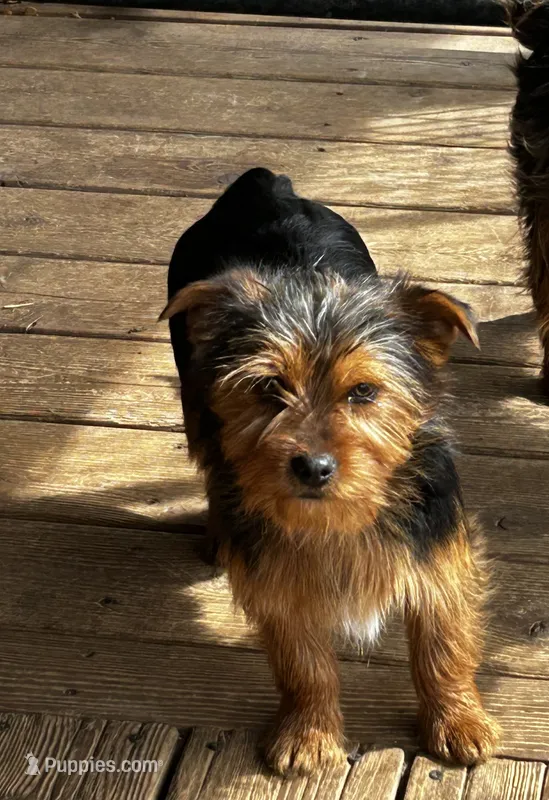Bred yorkie – Yorkshire Terrier, Poodle - Toy  puppy for sale in Lakewood, WI