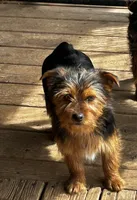 Bred yorkie, a female Yorkshire Terrier and Poodle - Toy  for sale in Lakewood, WI – 1 of 5