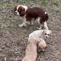 Sweet boy, a male Cavapoo and Cavalier King Charles Spaniel for sale in Lakewood, WI – 6 of 6