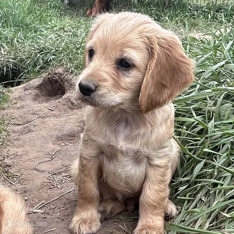 Pal – Miniature Golden Retriever puppy for sale in Lakewood, WI