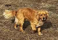 Hazel, a female English Cream Golden Retriever and Miniature Golden Retriever for sale in Lakewood, WI – 4 of 4