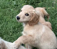 Murphy, a male Miniature Golden Retriever for sale in Lakewood, WI – 2 of 5