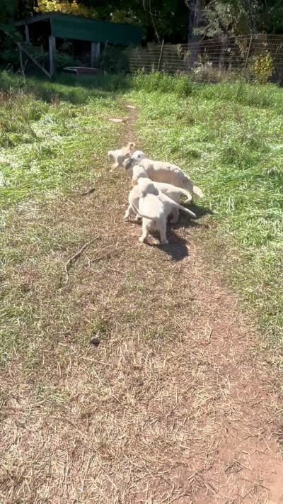 Breeding rights included, a female English Cream Golden Retriever and Miniature Golden Retriever for sale in Lakewood, WI – 4 of 4