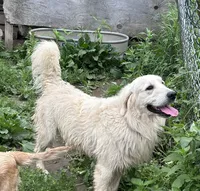 Buddy, a male Golden Retriever and Miniature Golden Retriever for sale in Lakewood, WI – 4 of 6