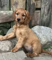 Hazel, a female English Cream Golden Retriever and Miniature Golden Retriever for sale in Lakewood, WI – 2 of 4
