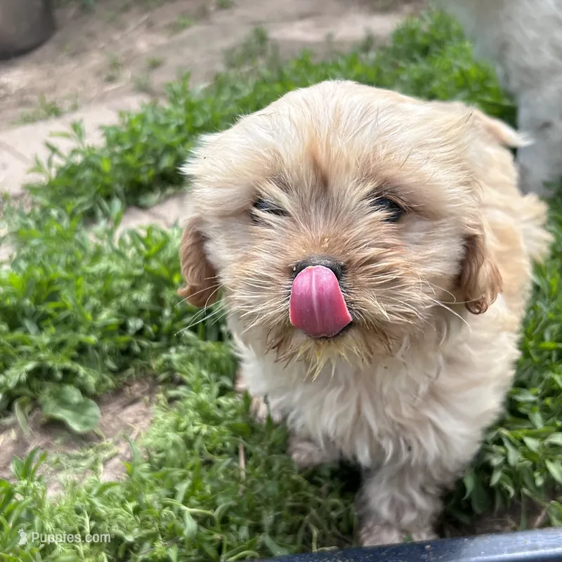 Tiny girl – Cavapoo, Cavalier King Charles Spaniel puppy for sale in Lakewood, WI