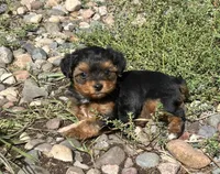 Little stinker, a female Yorkshire Terrier and Morkie for sale in Lakewood, WI – 3 of 7