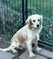 Maggie, a female Miniature Golden Retriever for sale in Lakewood, WI – 3 of 4