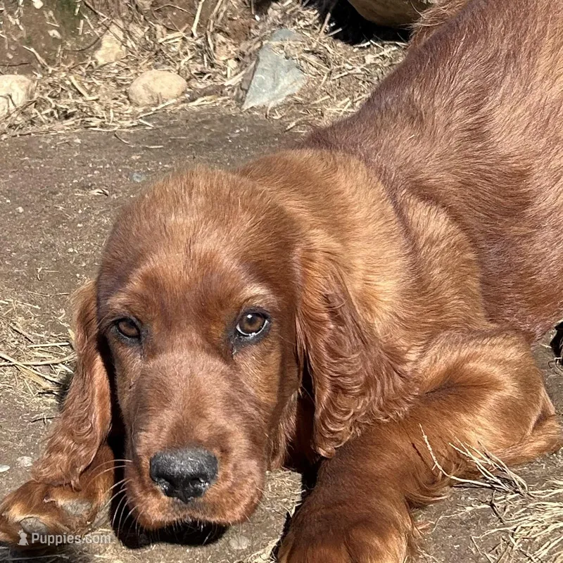 Annabelle – Irish Setter puppy for sale in Lakewood, WI