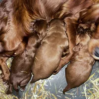 Molly Reduced, a female Irish Setter for sale in Lakewood, WI – Photo 4 of 5