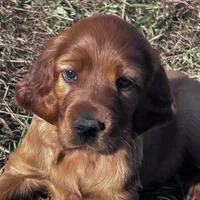 Molly Reduced, a female Irish Setter for sale in Lakewood, WI – Photo 1 of 5