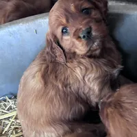 Molly Reduced, a female Irish Setter for sale in Lakewood, WI – Photo 3 of 5