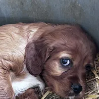 Molly Reduced, a female Irish Setter for sale in Lakewood, WI – Photo 5 of 5